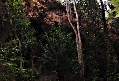 Low angle view of trees in forest