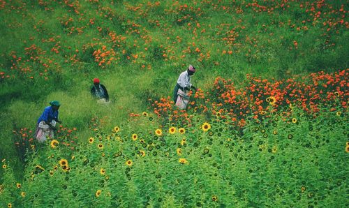 High angle view of people working on agricultural field