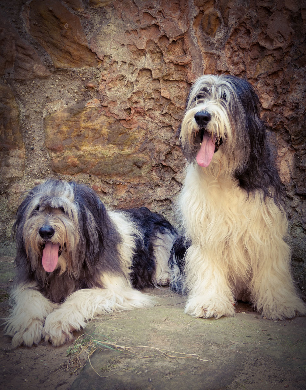 dog, animal themes, animal, pet, mammal, domestic animals, canine, havanese, one animal, bearded collie, löwchen, polish lowland sheepdog, catalan sheepdog, mouth open, animal hair, sticking out tongue, facial expression, no people, sitting, portrait, cão da serra de aires, animal body part, cockapoo, day, relaxation
