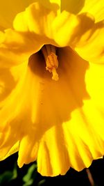 Close-up of yellow rose flower