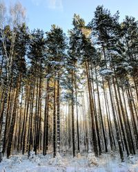 Low angle view of pine trees in forest during winter