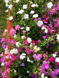 Close-up of plants