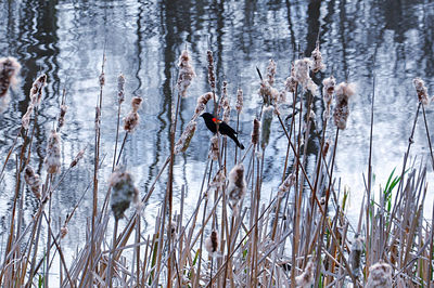 View of birds on the land