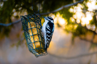 Close-up of bird perching on feeder