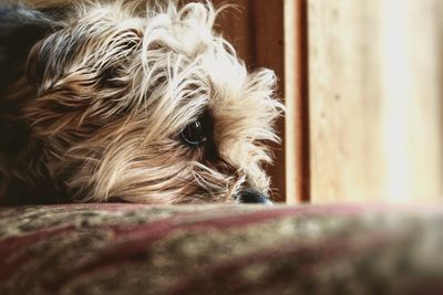 Close-up of dog relaxing at home