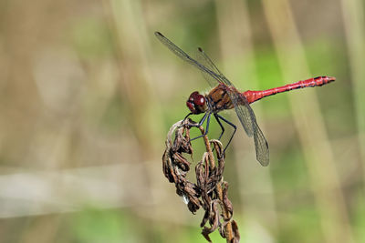 Close-up of dragonfly on plant