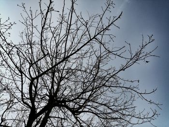 Low angle view of silhouette bare tree against clear sky