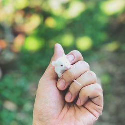 Close-up of hand holding small