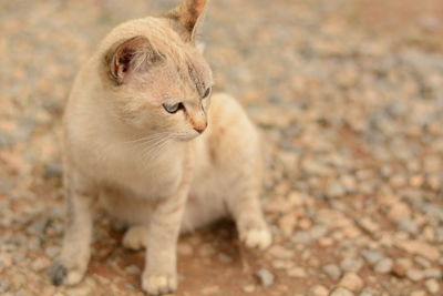 Close-up of cat