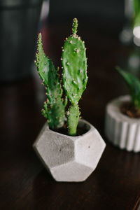 High angle view of succulent plant on table