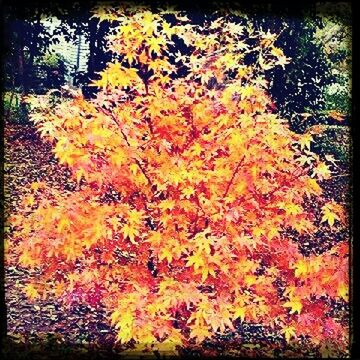 autumn, change, growth, tree, season, beauty in nature, transfer print, flower, nature, yellow, orange color, auto post production filter, leaf, tranquility, park - man made space, fragility, plant, outdoors, abundance, day