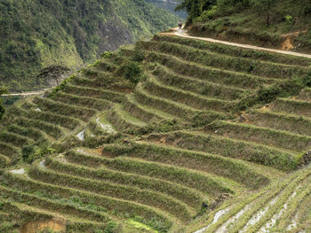 High angle view of rice paddy