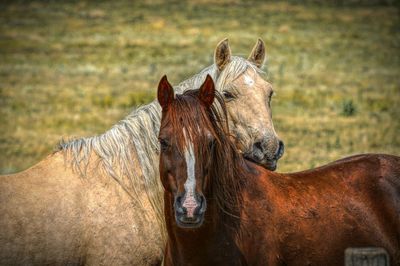 Horse looking away on field