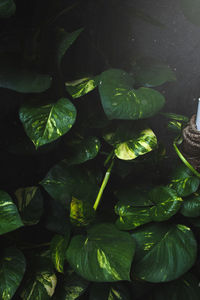 High angle view of plants growing in water