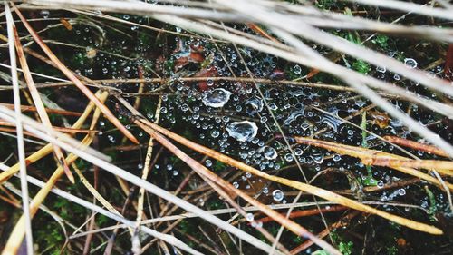 Full frame shot of raindrops on grass