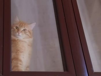 Portrait of a cat looking through window