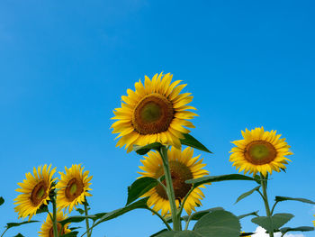Low angle view of sunflower against blue sky