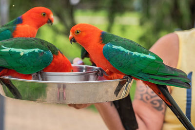 Close-up of parrot perching on hand