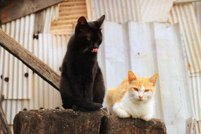 Portrait of cat sitting outdoors