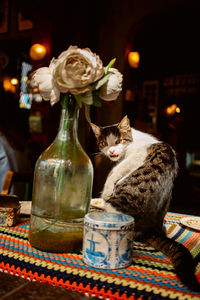 cat