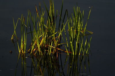 Close-up of grass growing in lake