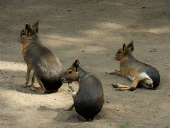 High angle view of two dogs on land