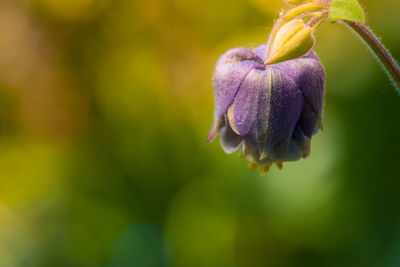 Close-up of purple flowering plant