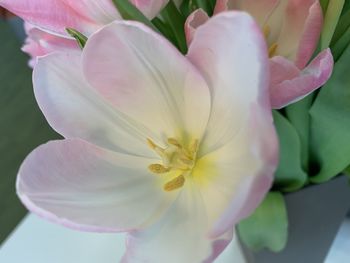 Close-up of pink flower