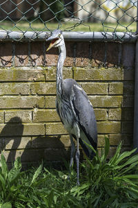 View of a bird perching on wall