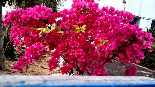 Close-up of pink flowers blooming on tree