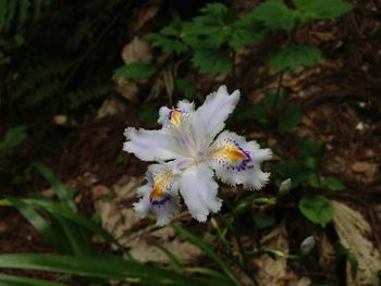 Close-up of white flowers blooming outdoors