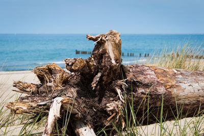 Driftwood on wooden post by sea against sky