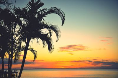 Palm trees at sunset