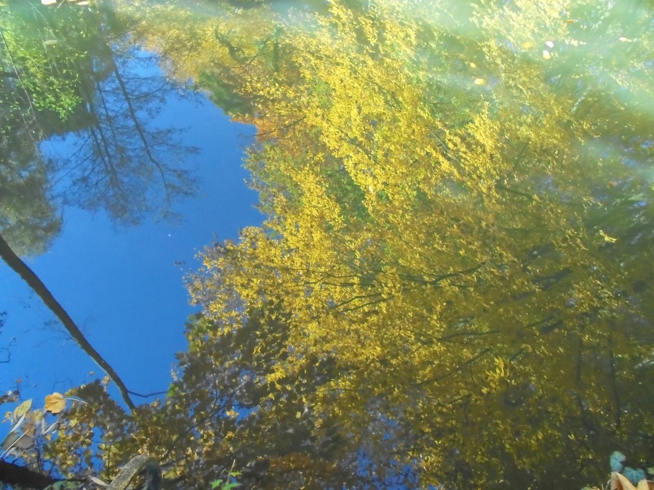 tree, growth, low angle view, branch, nature, beauty in nature, tranquility, clear sky, blue, green color, sky, sunlight, day, leaf, scenics, yellow, no people, tranquil scene, outdoors, autumn