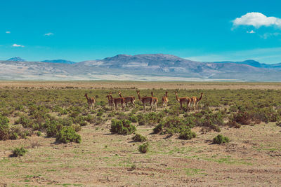 Animals standing on field against mountains