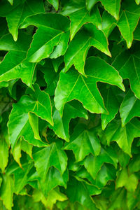 Full frame shot of green leaves