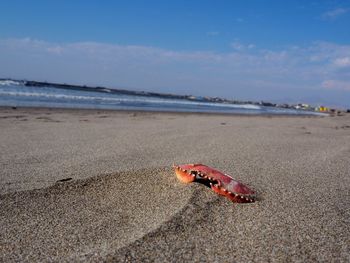 View of crab on beach