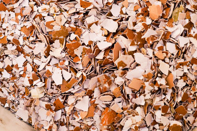 Full frame shot of autumn leaves