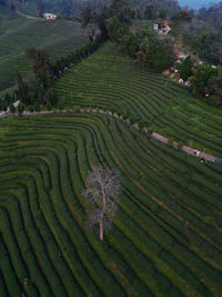 agriculture