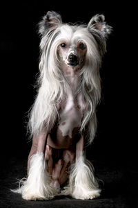 Portrait of dog sitting against black background