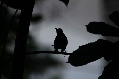 Silhouette of bird perching on branch