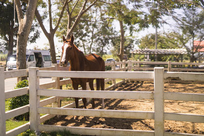 Horse standing by fence