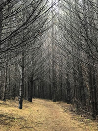 Bare trees in forest during winter