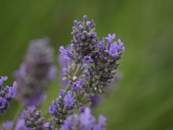 Close-up of purple flowering plants