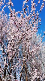 Low angle view of cherry blossoms