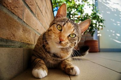 Portrait of tabby sitting by wall in back yard