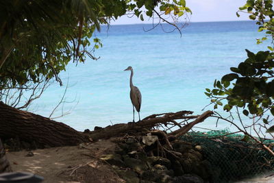 Bird perching on tree by sea against sky