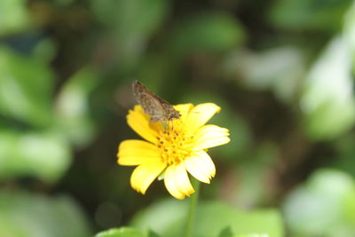 Close-up of bee perching on yellow flower