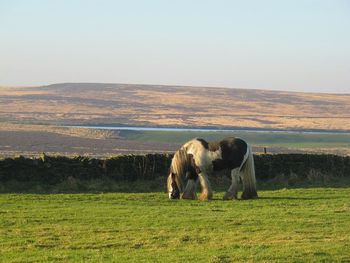 Horse standing on field against sky