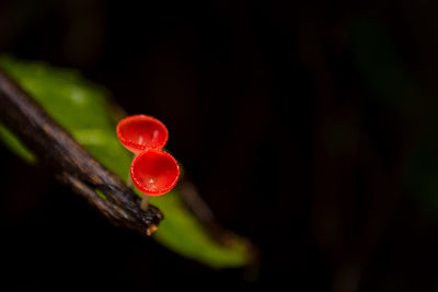 Close-up of red berries on tree